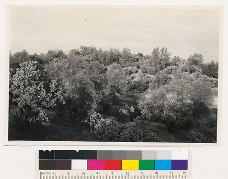 Image of sticky whiteleaf manzanita