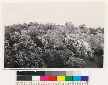 Image of sticky whiteleaf manzanita