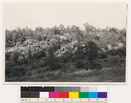 Image of sticky whiteleaf manzanita