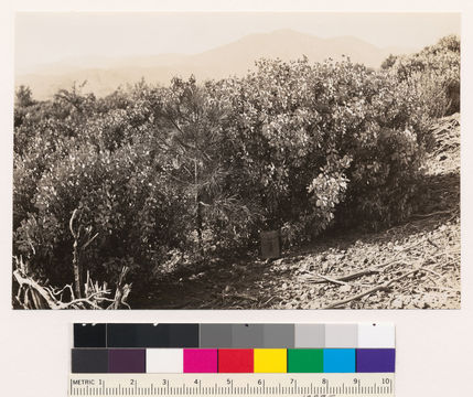 Image of sticky whiteleaf manzanita