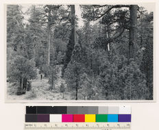 Image of white fir