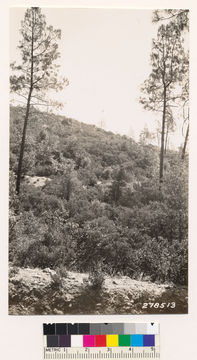 Image of sticky whiteleaf manzanita