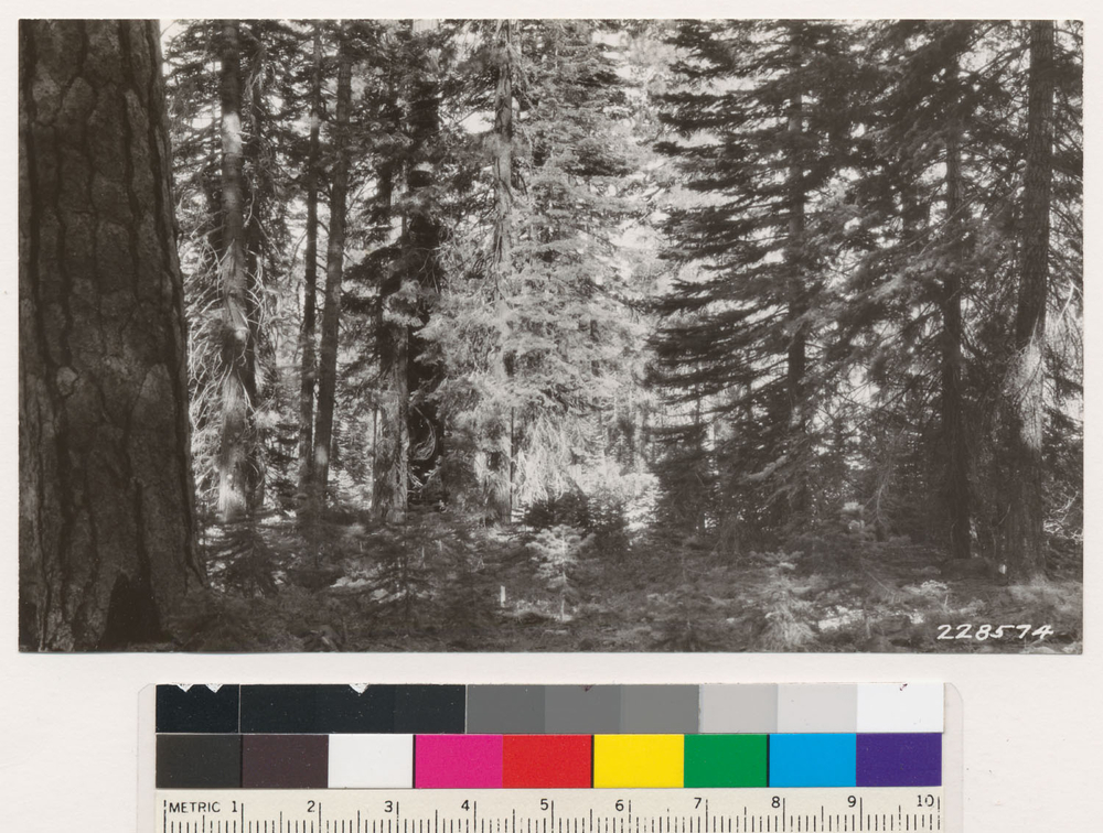 Image of white fir