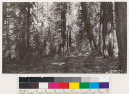 Image of white fir