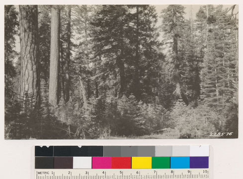 Image of white fir