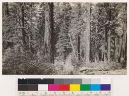 Image of white fir