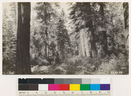 Image of white fir