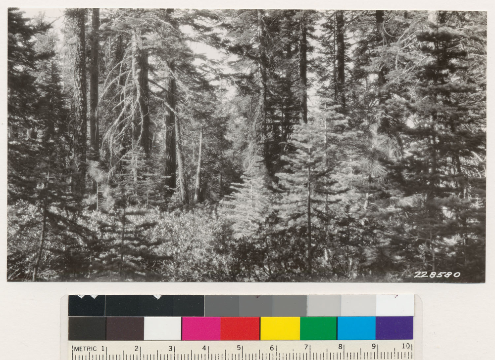 Image of white fir