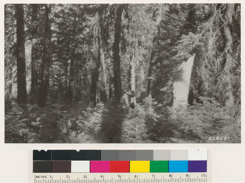 Image of white fir