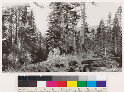 Image of white fir