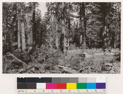 Image of white fir