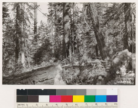 Image of white fir