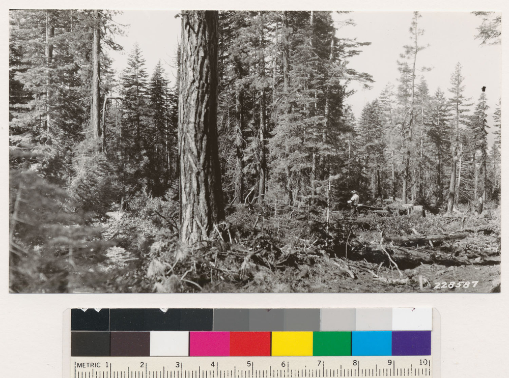 Image of white fir