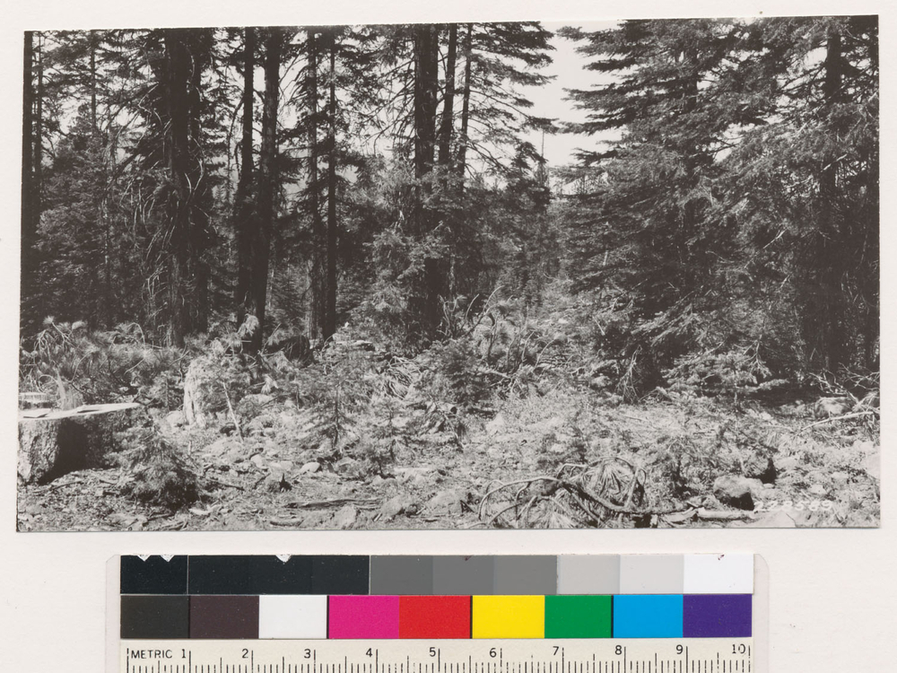 Image of white fir