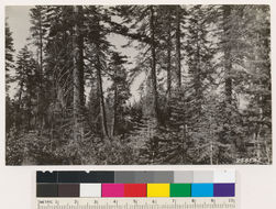 Image of white fir