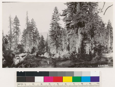 Image of white fir