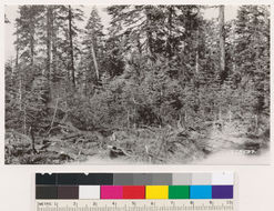 Image of white fir