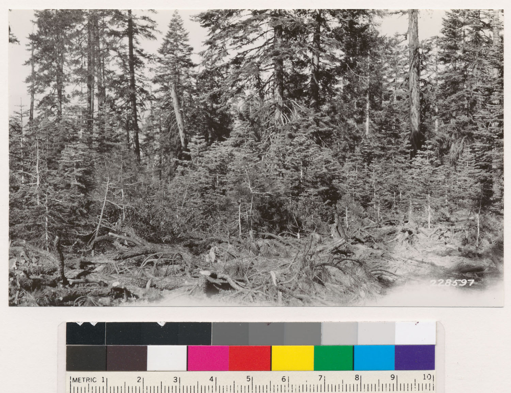 Image of white fir