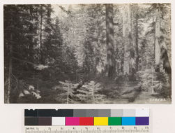 Image of white fir