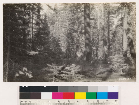 Image of white fir