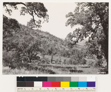 Image of blue oak