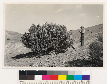 Image of sticky whiteleaf manzanita