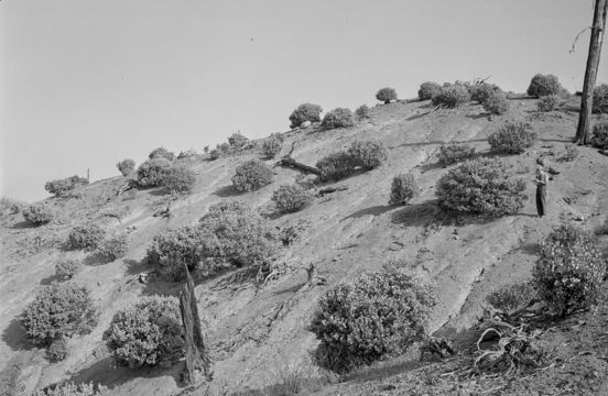 Image of sticky whiteleaf manzanita