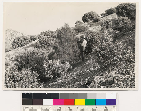 Image of sticky whiteleaf manzanita