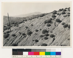 Image of sticky whiteleaf manzanita