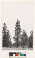 Image of Jeffrey Pine