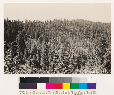 Image of sugar pine