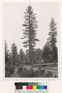 Image of Jeffrey Pine