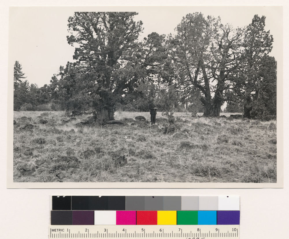 Image of big sagebrush