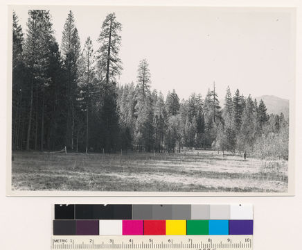 Image of sugar pine