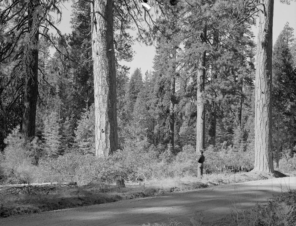 Image of white fir