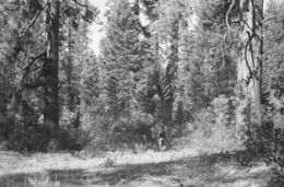 Image of white fir