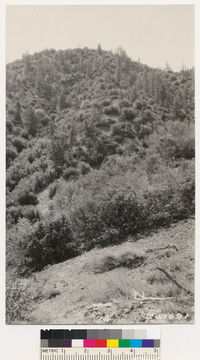 Image of Coulter pine