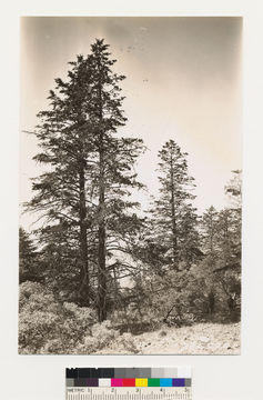 Image of bigberry manzanita