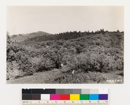 Image of bigberry manzanita