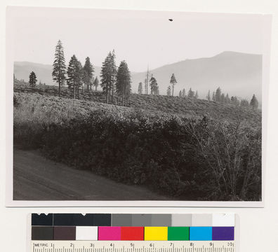 Image of greenleaf manzanita