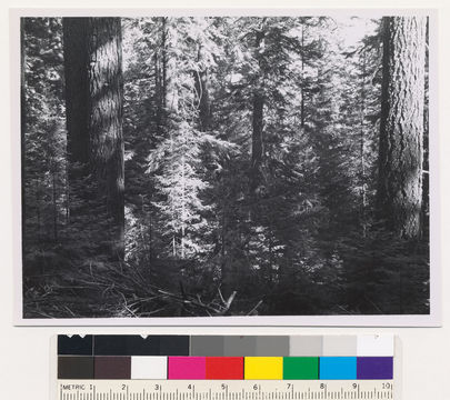 Image of white fir