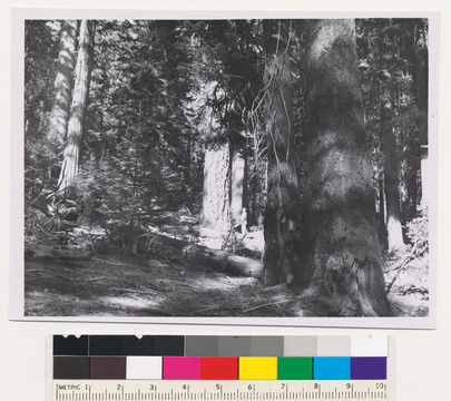 Image of sugar pine