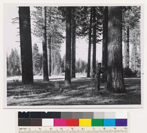 Image of white fir