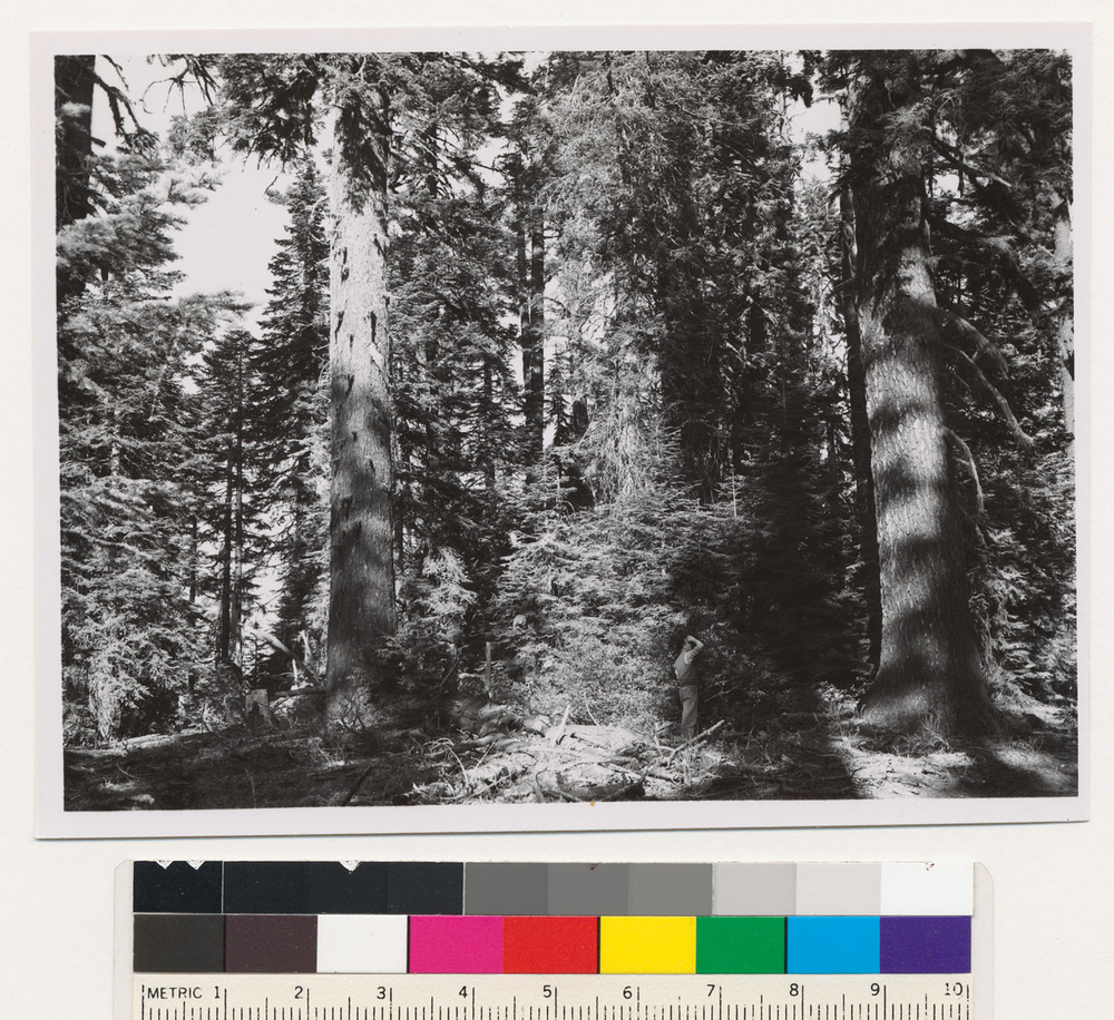 Image of white fir