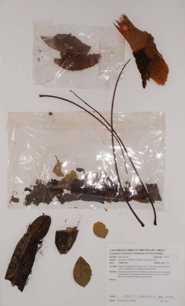 Image of Tetrapleura