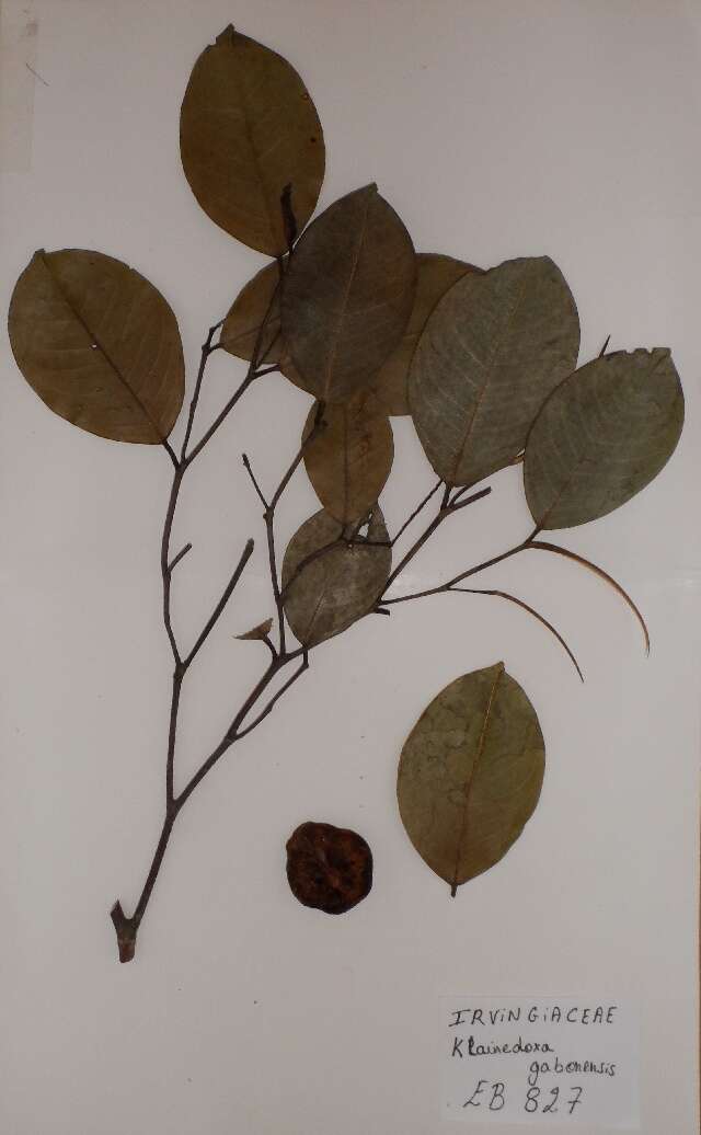 Image of Irvingiaceae