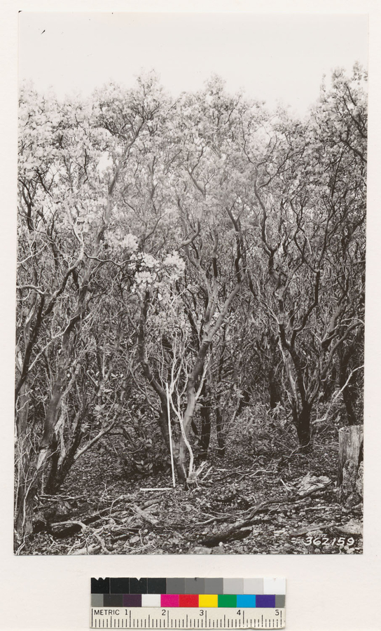 Image of sticky whiteleaf manzanita