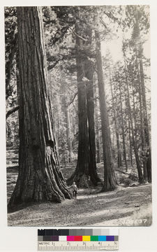 Image of sugar pine