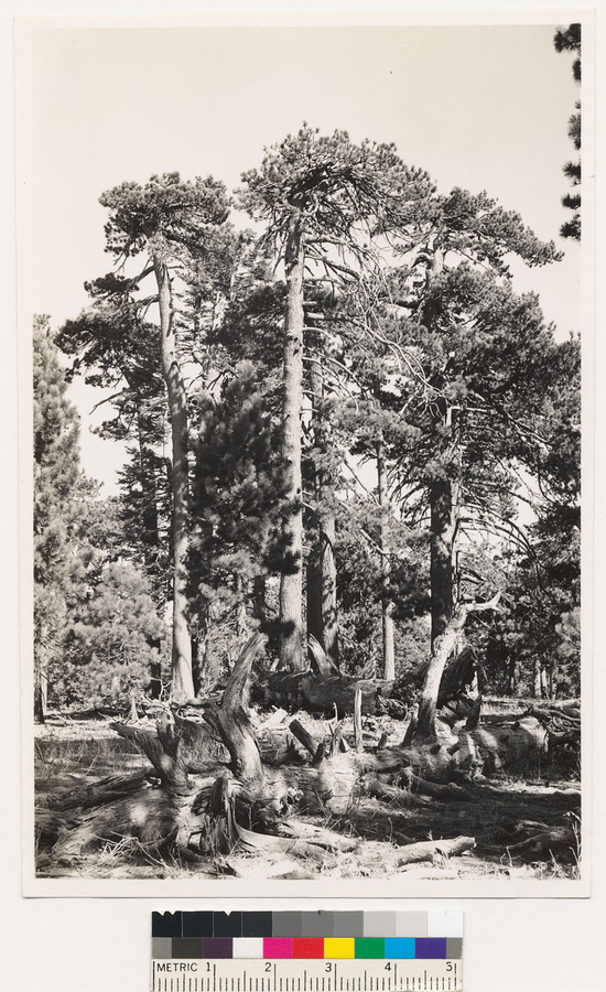 Image of Jeffrey Pine