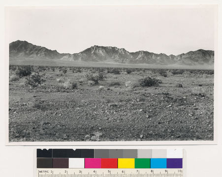 Image of creosote bush